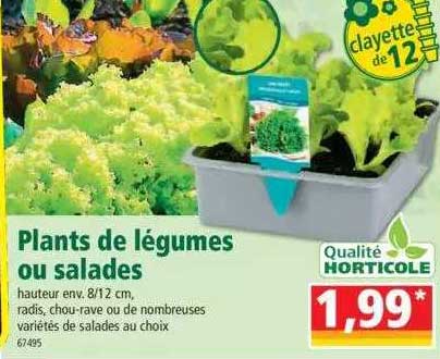 plants de légumes ou salades
