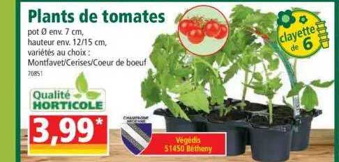 plants de tomates
