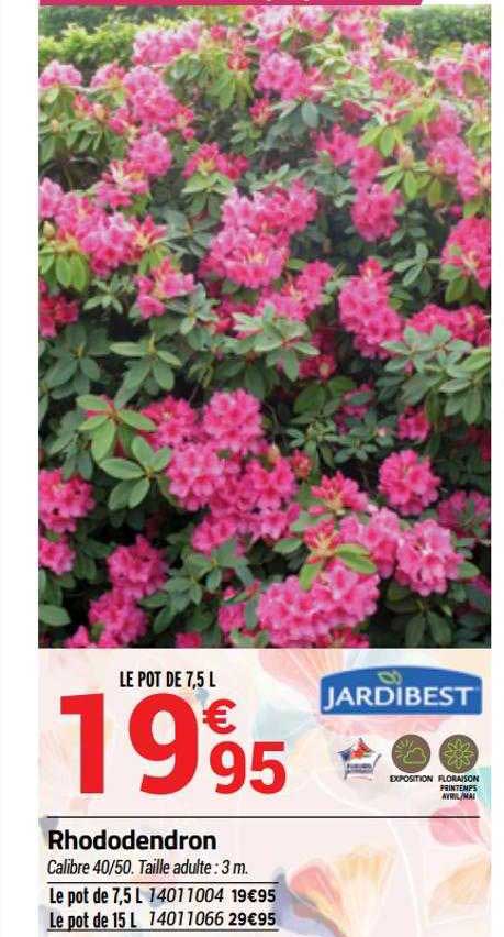 rhododendron jardibest