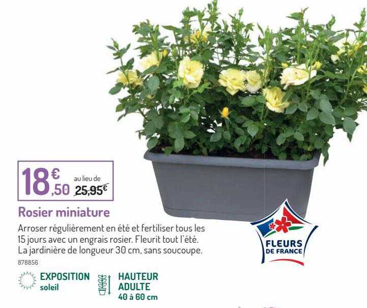 rosier miniature