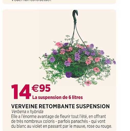 Verveine Retombante Suspension