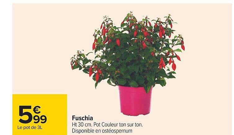 fuschia