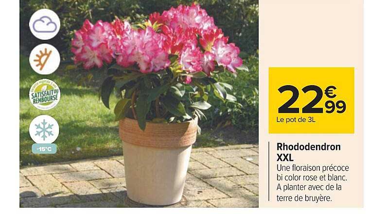 Rhododendron Xxl