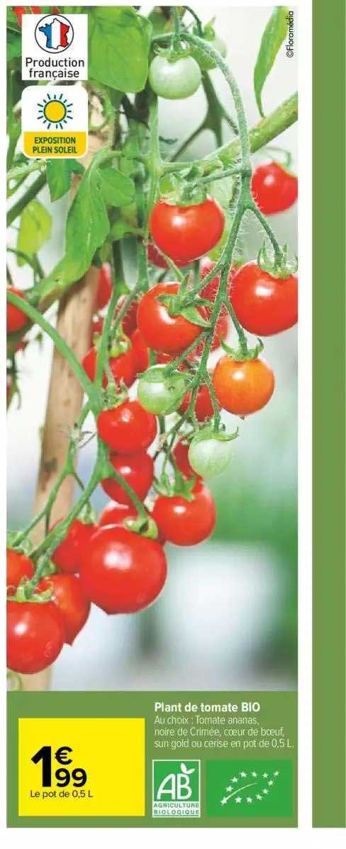 plant de tomate bio