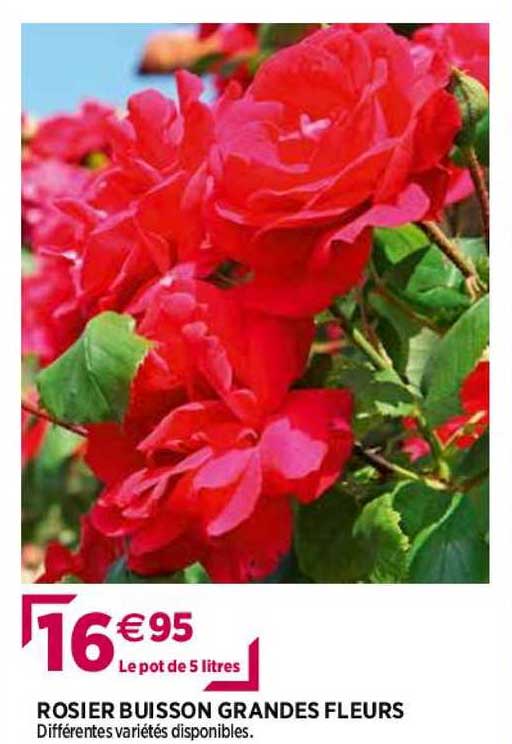 rosier buisson grandes fleurs