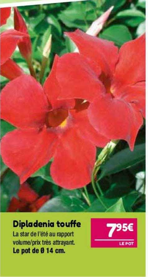 dipladenia touffe