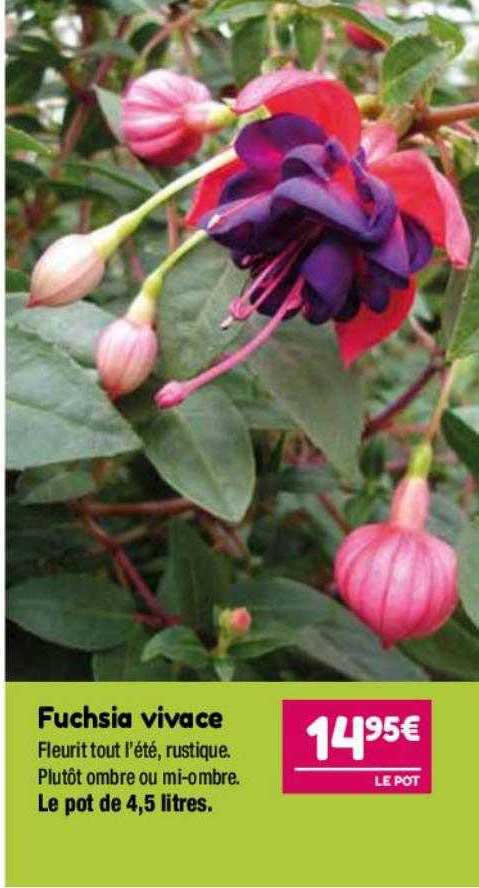 fuchsia vivace