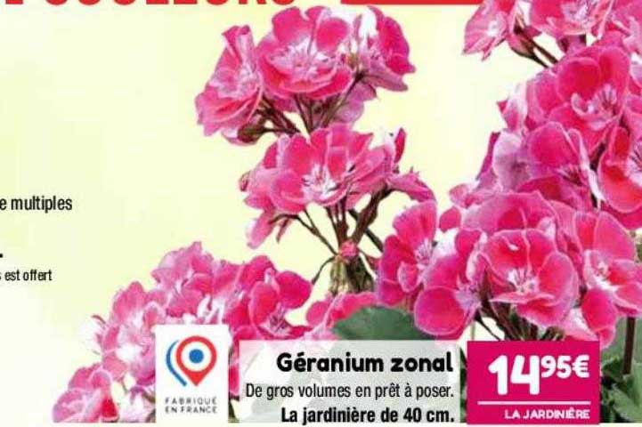 géranium zonal