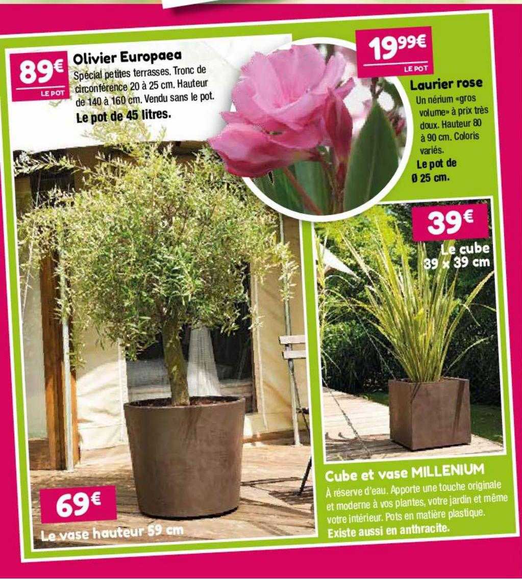 oliver europaea, laurier rose , le vase hauteur 59 cm