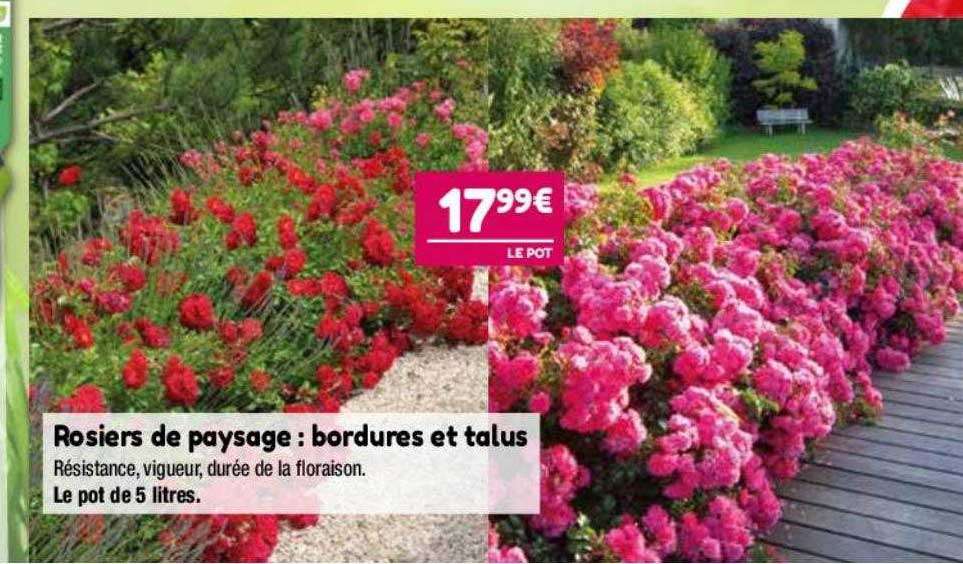 rosiers de paysage : bordures et talus