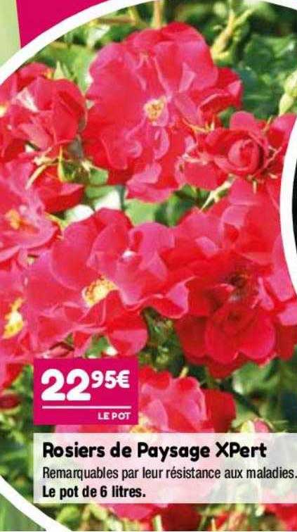 Rosiers De Paysage Xpert