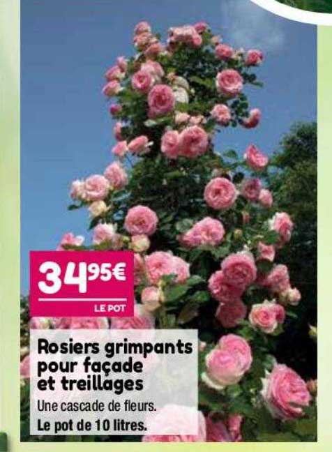 rosiers grimpants pour façade et treillages
