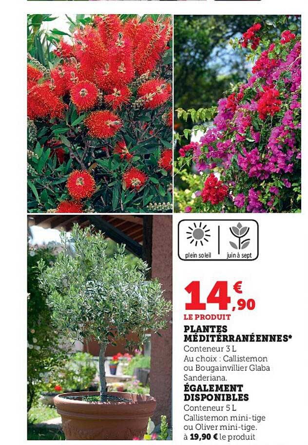 plantes méditerranéennes