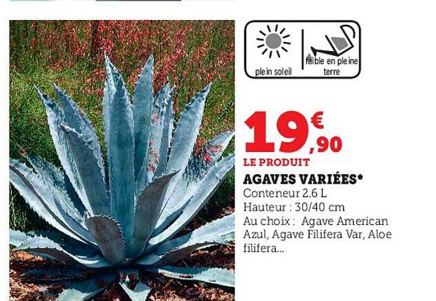 agaves variées