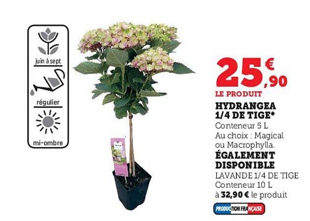 hydrangea 1-4 de tige