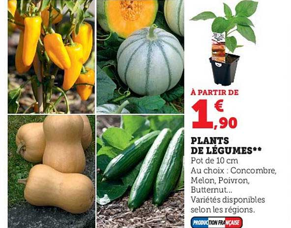 plants de légumes