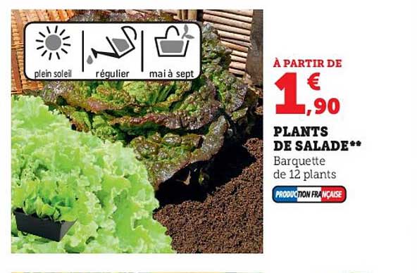 plants de salade