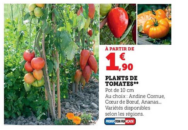 plants de tomates