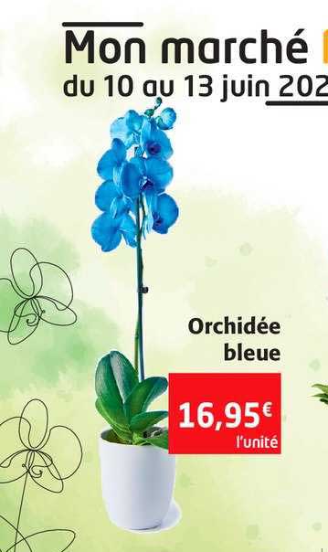 Orchidée Bleue