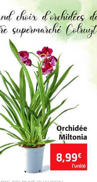 orchidée miltonia