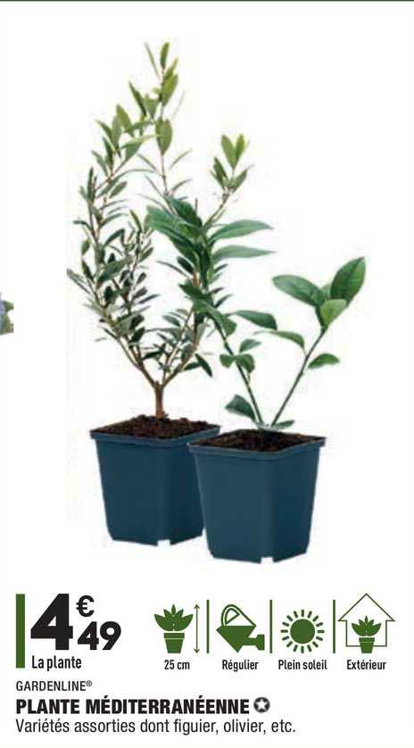 Plante Méditerranéenne