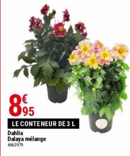 Dahlia Dalaya Mélange