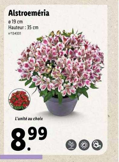 alstroeméria