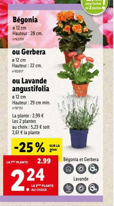 bégonia ou gerbera ou lavande angustifolia