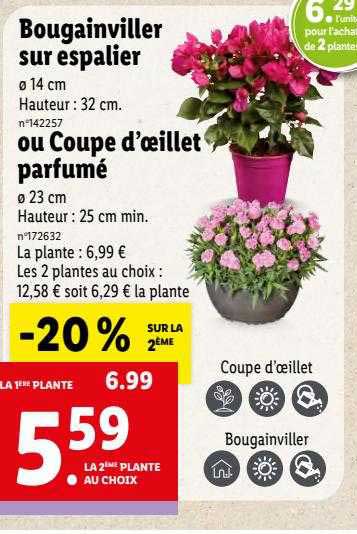 bougainviller sur espalier ou coupe d'œillet parfumé