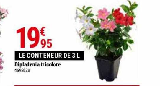 Dipladénia Tricolore