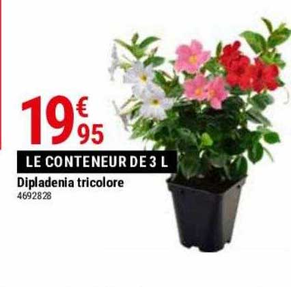 Dipladénia Tricolore