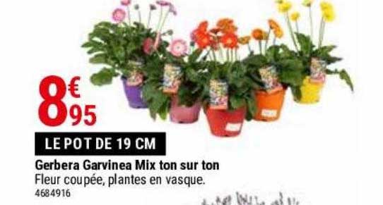 gerbera garvinea mix ton sur ton