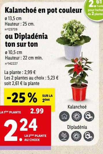 kalanchoé en pot couleur ou dipladénia ton sur ton
