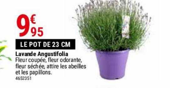 lavande angustifolia
