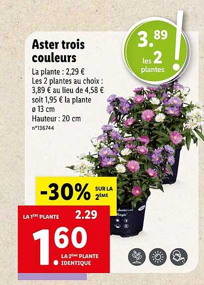 aster trois couleurs