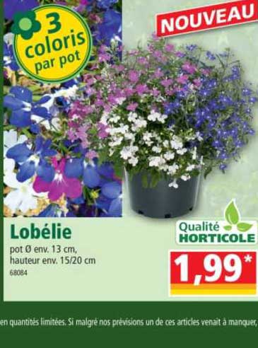 Lobélie