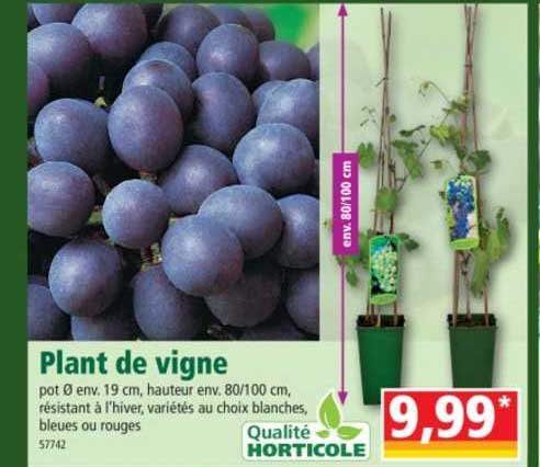 Plant De Vigne