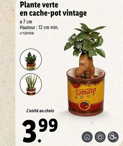Plante Verte En Cache-pot Vintage