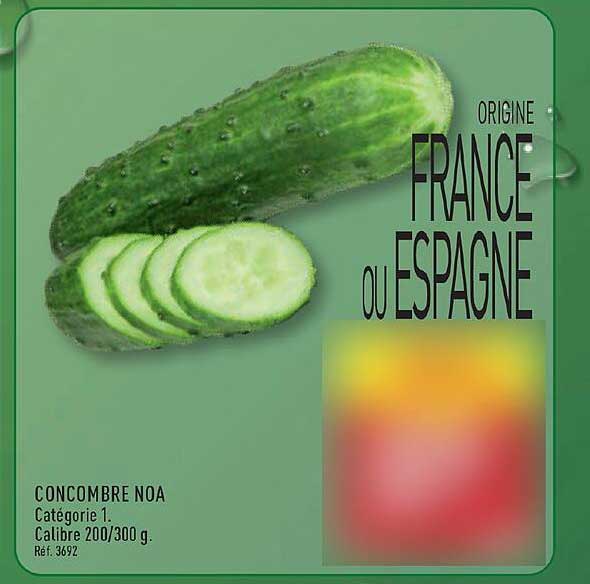 CONCOMBRE NOA