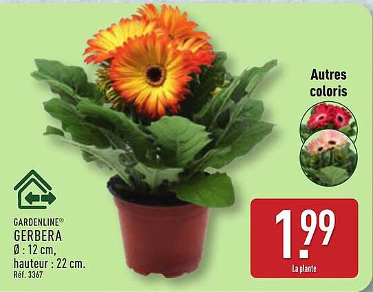 GARDENLINE GERBERA