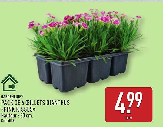 GARDENLINE PACK DE 6 ŒILLETS DIANTHUS «PINK KISSES»