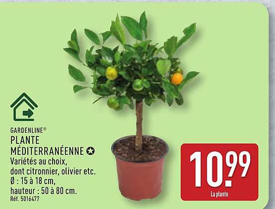 GARDENLINE PLANTE MÉDITERRANÉENNE