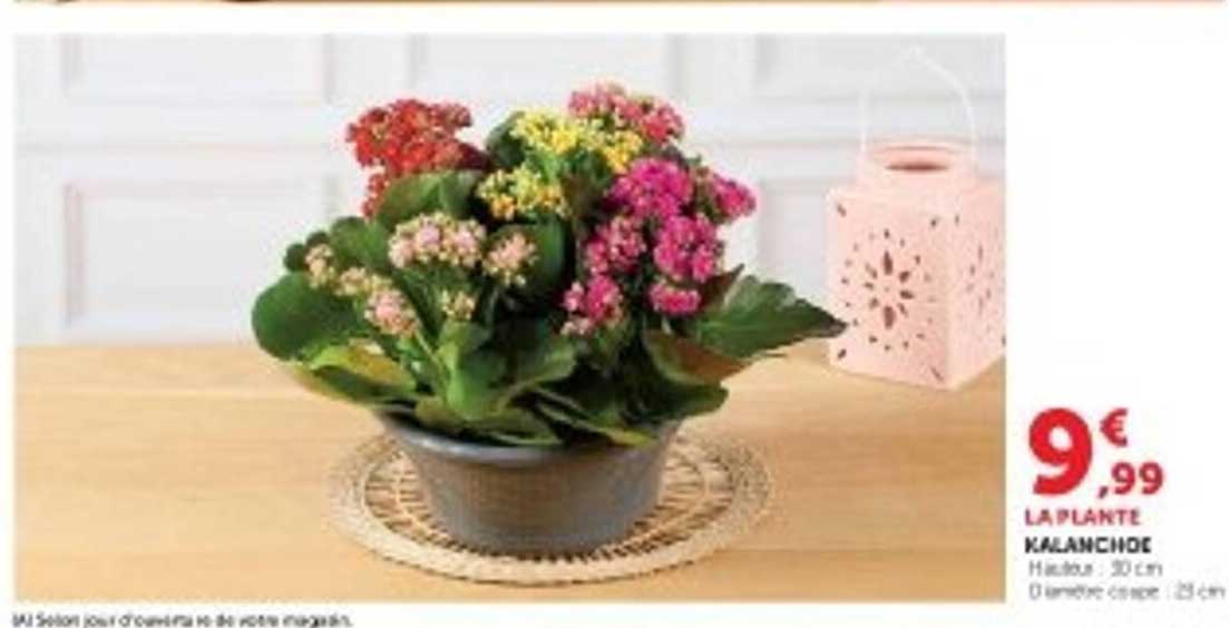 LA PLANTE KALANCHOE