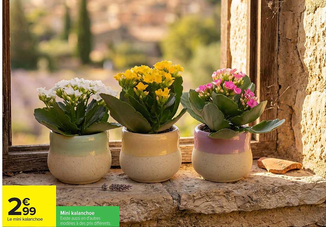Mini kalanchoe