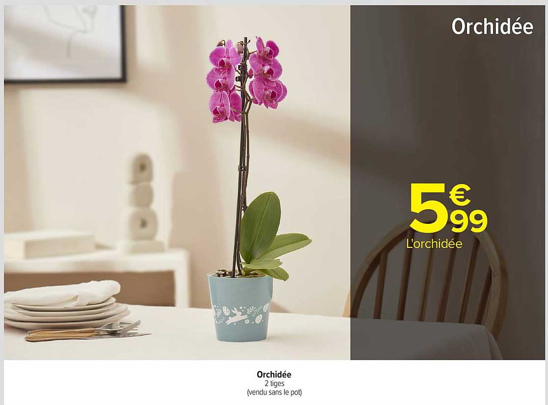 Orchidée