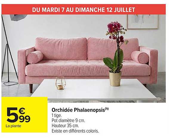 Orchidée Phalaenopsis