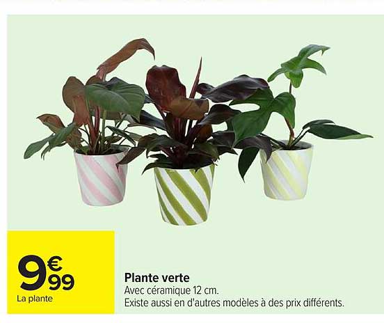 Plante verte