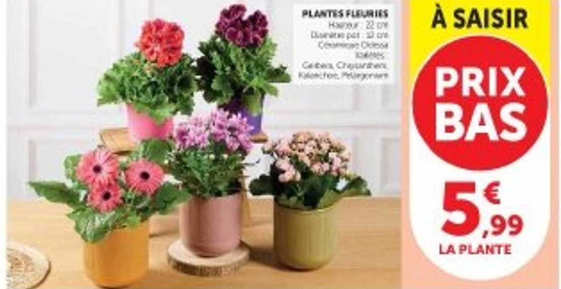 PLANTES FLEURIES