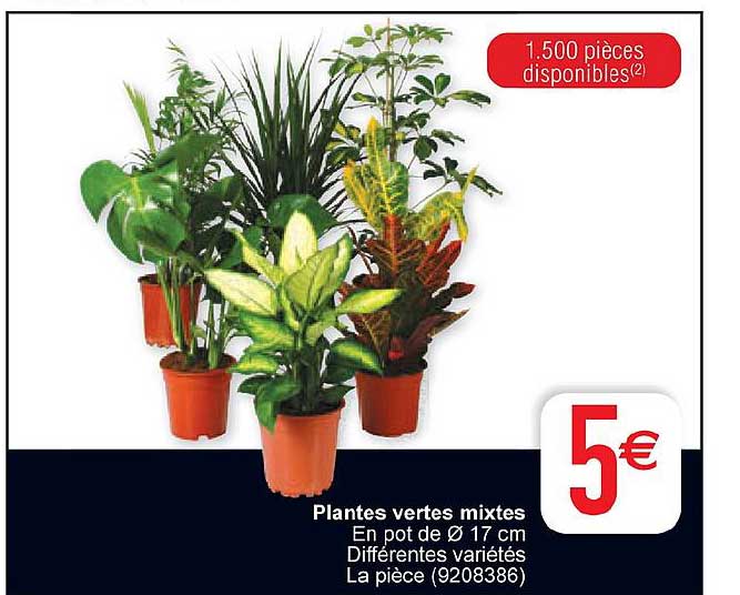 Plantes Vertes Mixtes