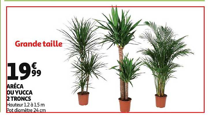 aréca ou yucca 2 troncs